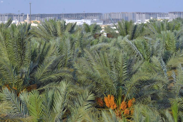 أشجار نخيل بالمملكة العربية السعودية