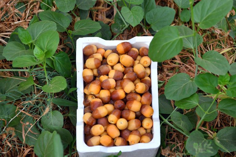 التمر السعودي