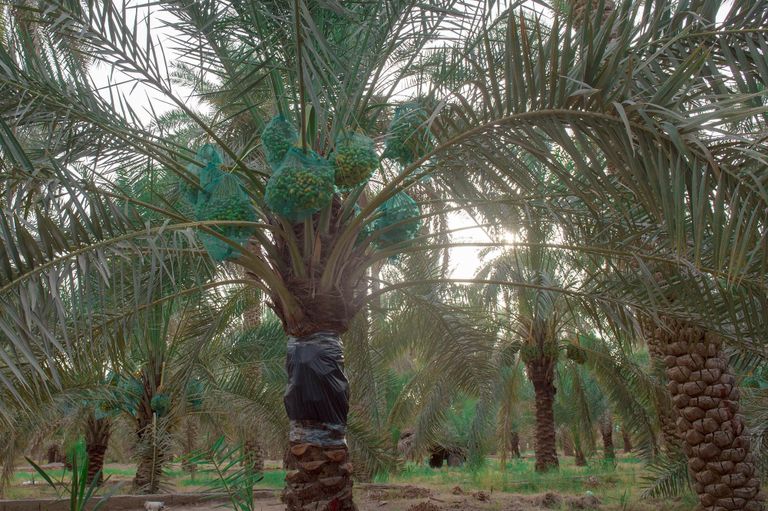 أشجار نخيل في المملكة العربية السعودية