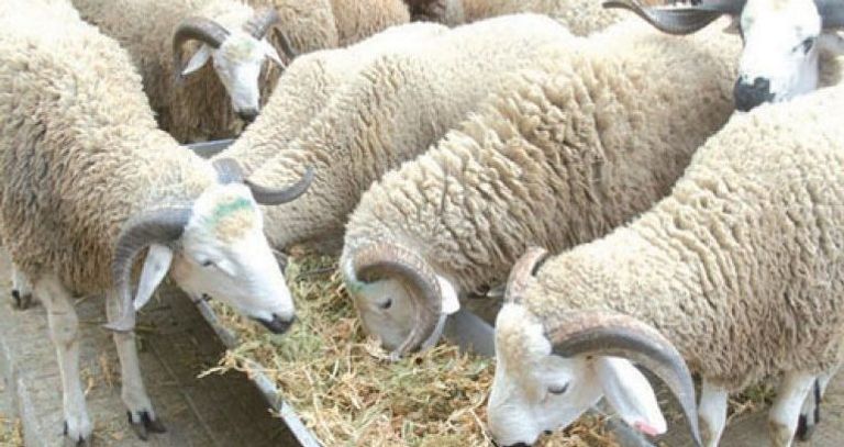 صلاة عيد الأضحى في المنازل حفاظاً على سلامة المصلين