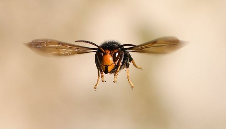 جهود لتحديد مستعمرات الدبابير القاتلة قبل شهر سبتمبر  الدبابير العملاقة لسعتها قاتلة للنحل والبشر