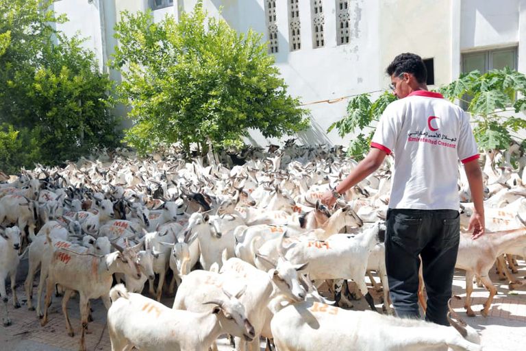 14 ألف مستفيد من مشروع توزيع الأضاحي في اليمن