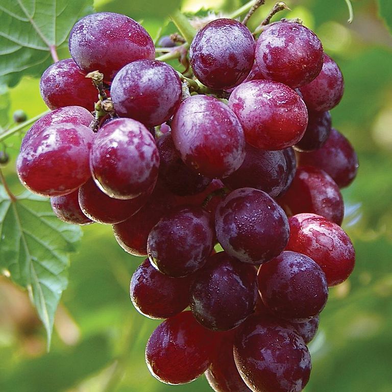 فوائد العنب الأحمر.. حماية للقلب ووقاية من ألزهايمر