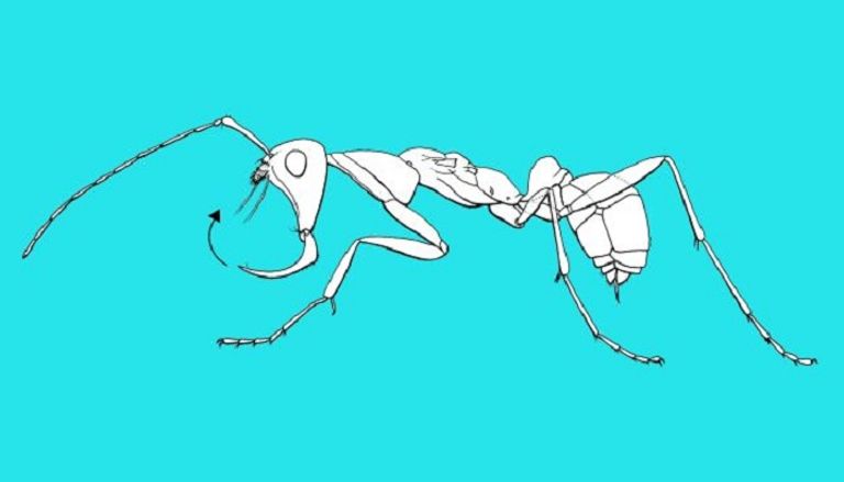 نمل الجحيم امتلك أنياب لتثبيت وقتل الفرائس الأحفورة التي تم العثور عليها