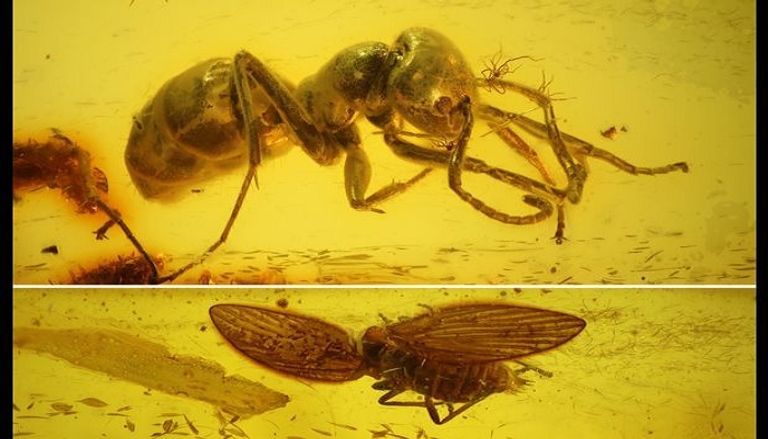 أحفورة العشاء الأخير لنمل الجحيم الأحفورة التي تم العثور عليها