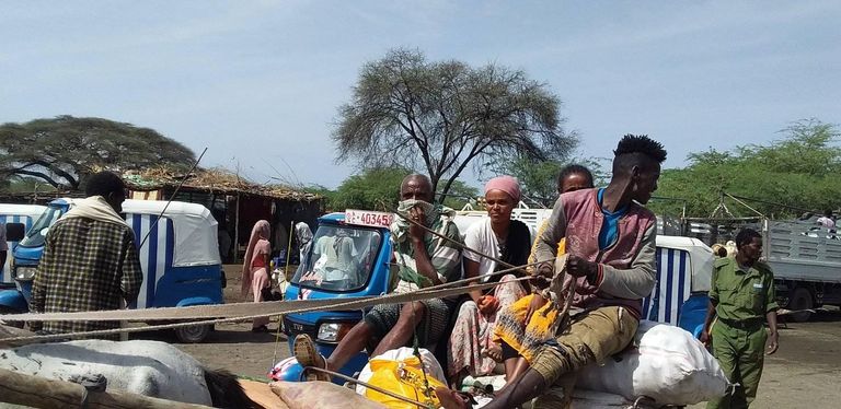 مدينة متهارا تشتهر بزراعة البرتقال