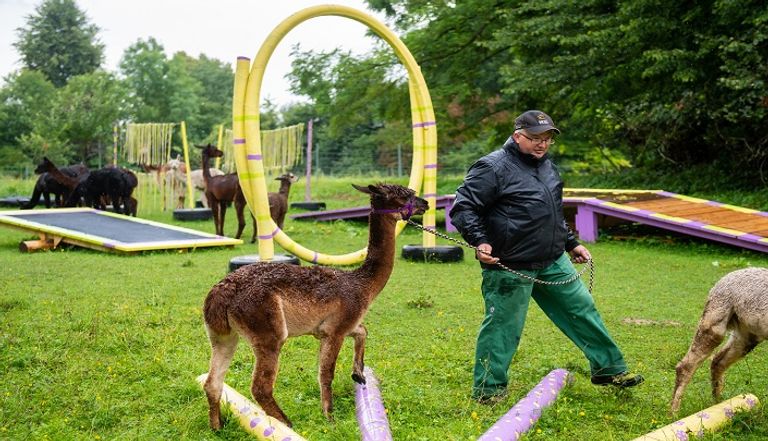 عيادة ألمانية تستخدم حيوانات الألبكة كعلاج نفسي لمرضاها