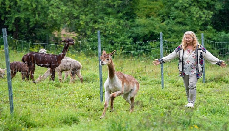 عيادة ألمانية تستخدم حيوانات الألبكة كعلاج نفسي لمرضاها