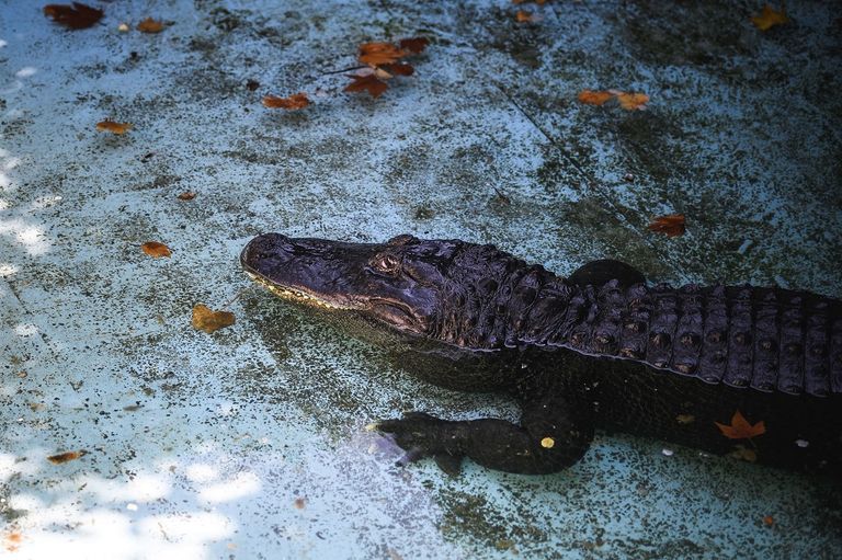 "مويا" يلتهم جرذا في حوضه الصغير