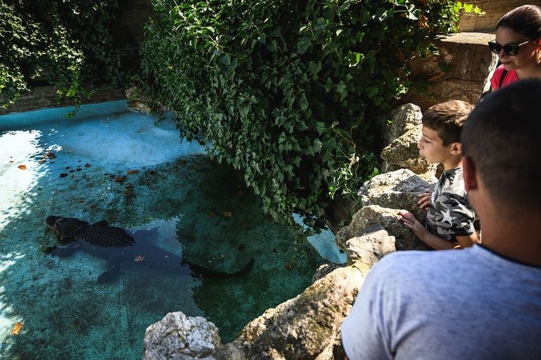 "مويا" يلتهم جرذا في حوضه الصغير