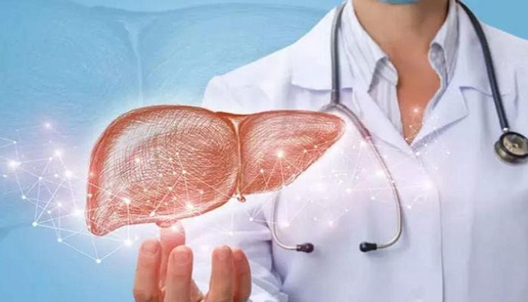 الكبد يقوم بدور رئيسي في العديد من العمليات الكيميائية بالجسم