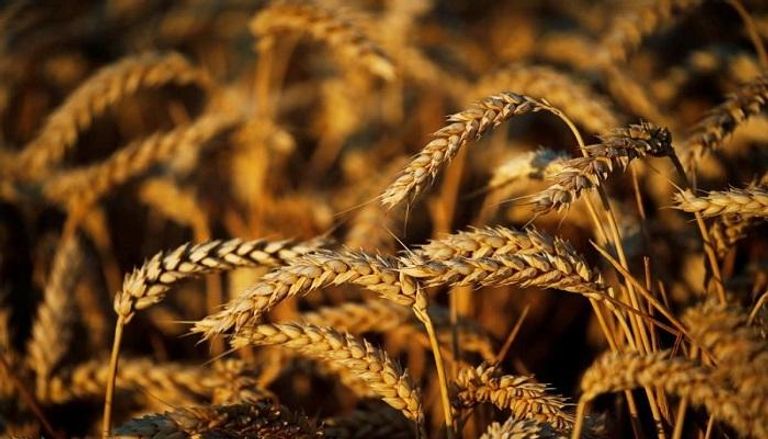 الأزمات تضرب محصول القمح في تركيا - رويترز