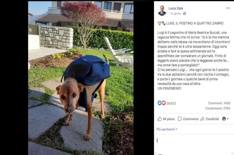 الكلب لويجي أثناء تسليمه بعض المستلزمات لوالدة مالكته