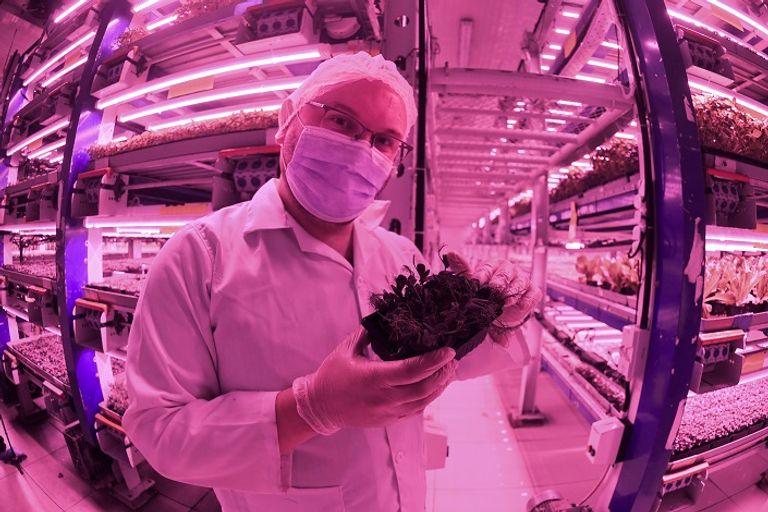 مزرعة بوسط صحراء دبي للنباتات الورقية