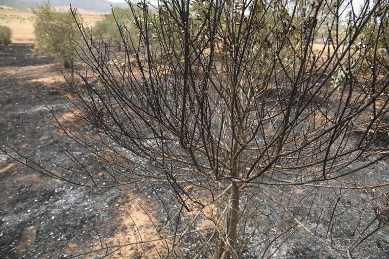 جانب من الخسائر التي خلفها الحريق على مرزعة الكاتب الجزائري محمد جربوعة جانب من الخسائر التي خلفها الحريق على مزرعة الكاتب الجزائري محمد جربوعة