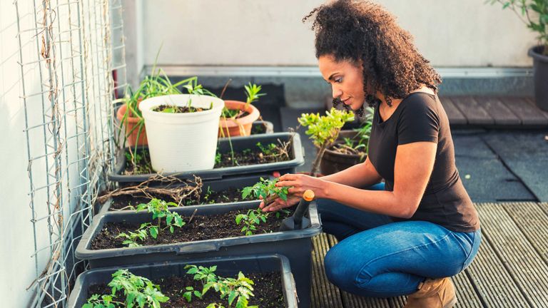 (البستنة) أو العناية بالحدائق المنزلية وزراعة النباتات في الشرفات