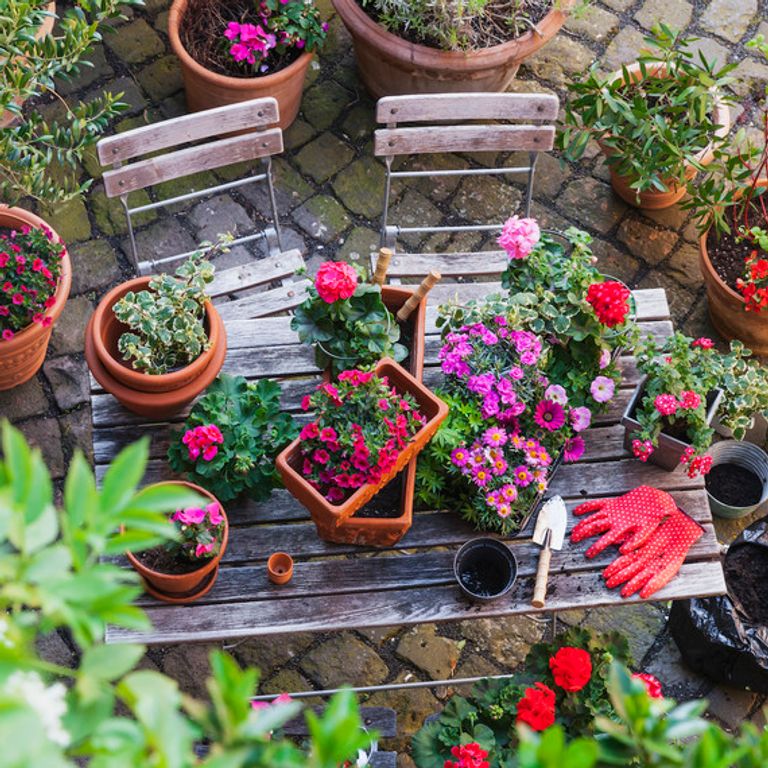 البستنة وزراعة النباتات 