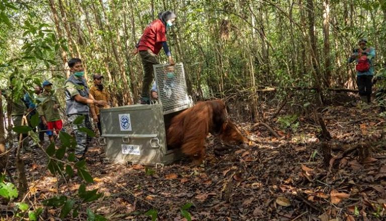 إعادة إنسان غاب للحياة البرية بعد إنقاذه في إندونيسيا