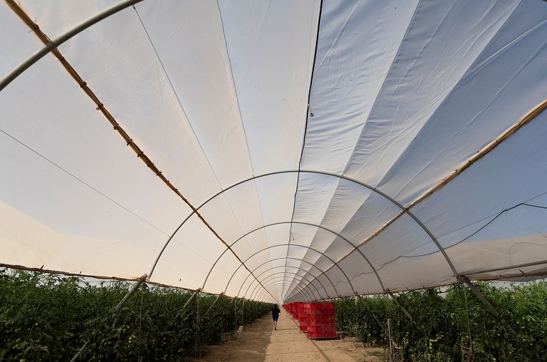 مزارع لزراعة مكونات حساء "جازباتشو"