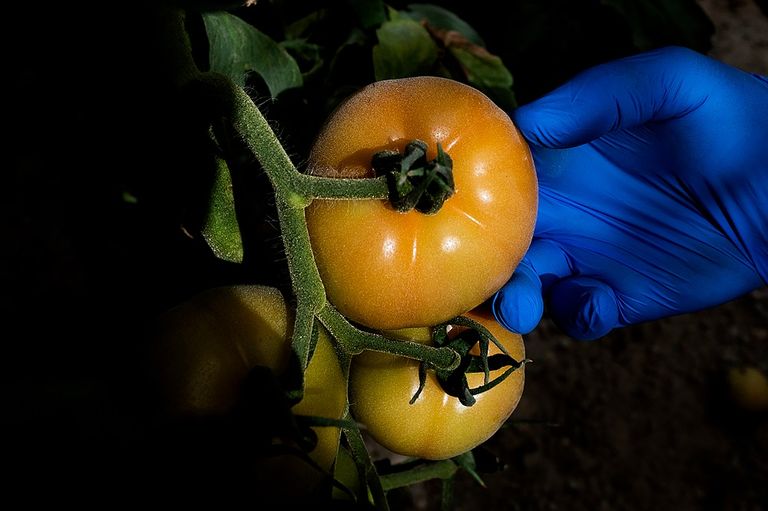 زراعة الطماطم لإنتاج حساء "جازباتشو"