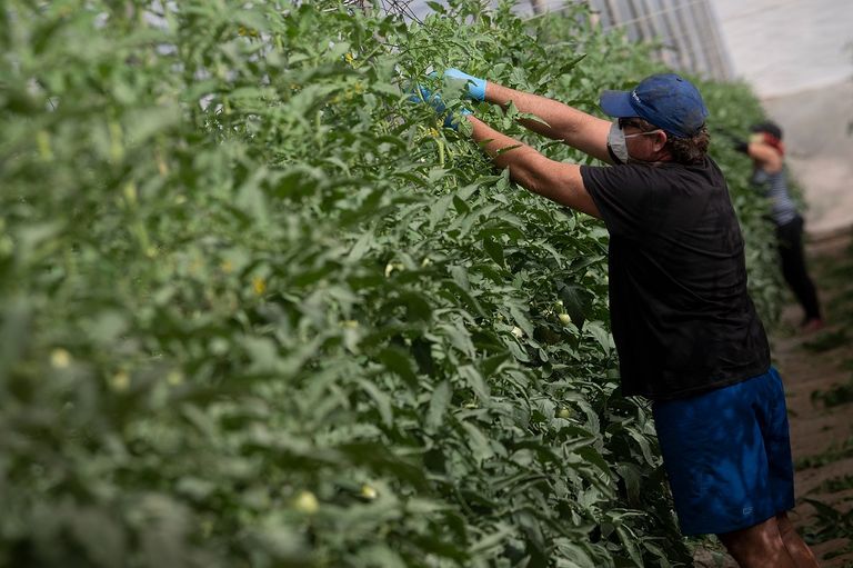 زراعة الطماطم لإنتاج حساء "جازباتشو"