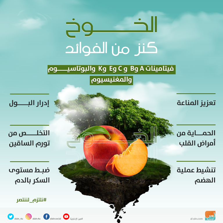 إنفوجراف "العين الإخبارية" يستعرض أبرز فوائد الخوخ الصحية، والفيتامينات والمعادن التي يحتوي عليها