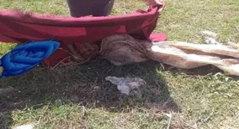 الطفلة السورية فاطمة المهاوش