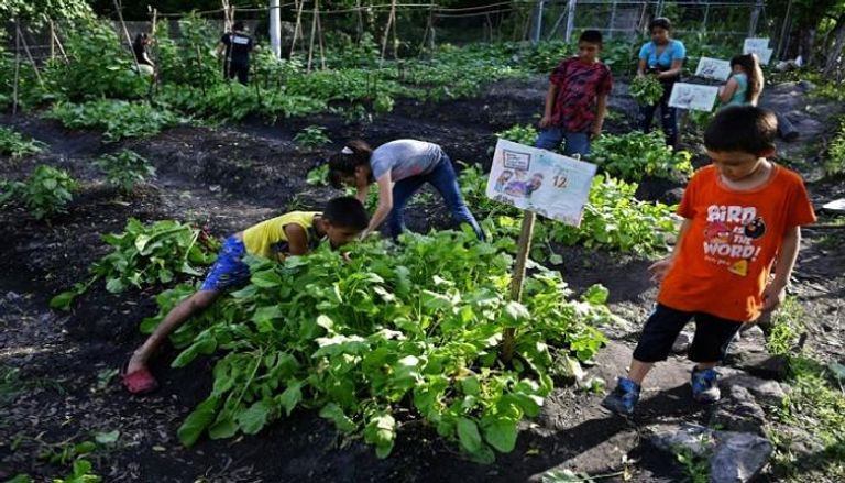 أطفال يعملون في الزراعة بالسلفادور - أ ف ب 