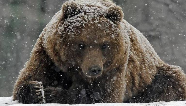 الدببة البرية مهددة بالانقراض