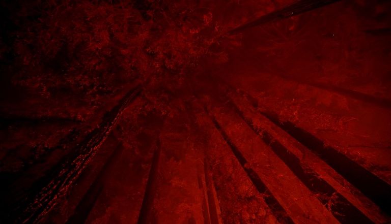 الحرائق تلتهم غابات كاليفورنيا