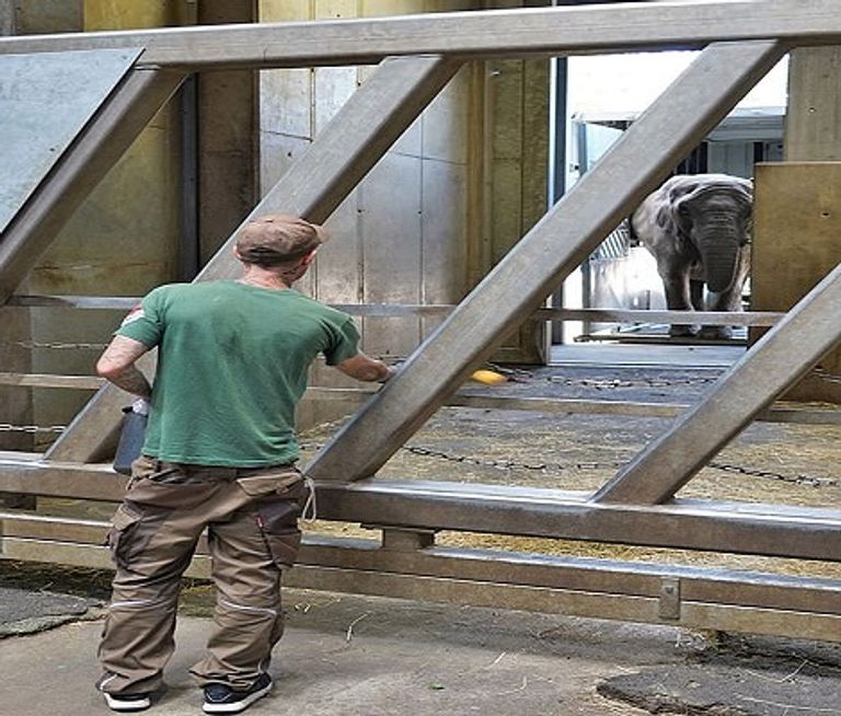 عامل يطعم أحد الأفيال في الحديقة لحظة التقاء الأم بابنتها وحفيدتها