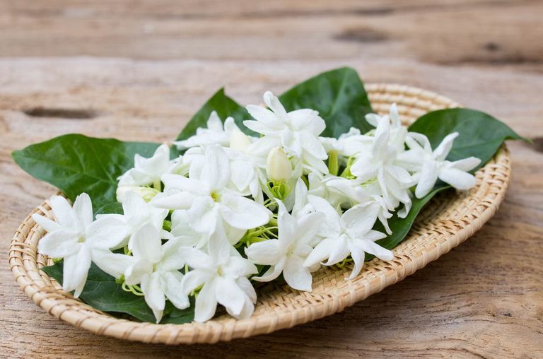 جني الياسمين في مصر