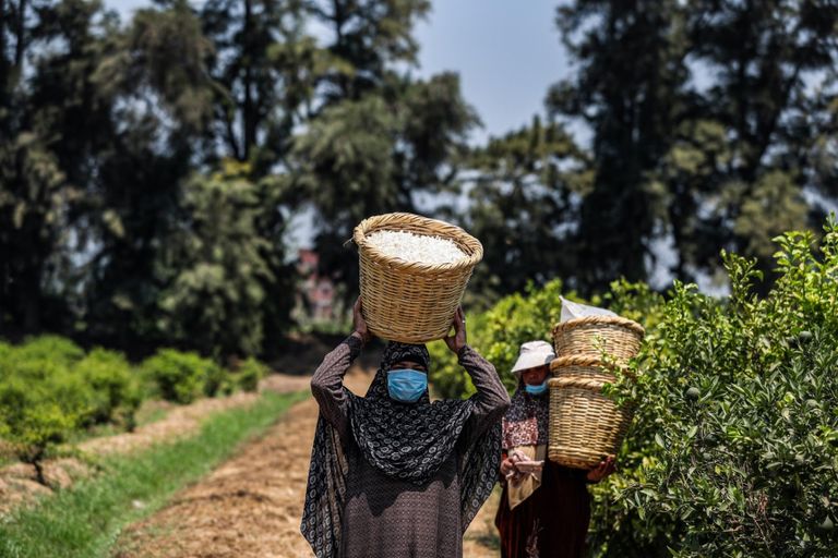 جني الياسمين في مصر