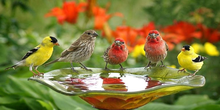 العصافير المدارية