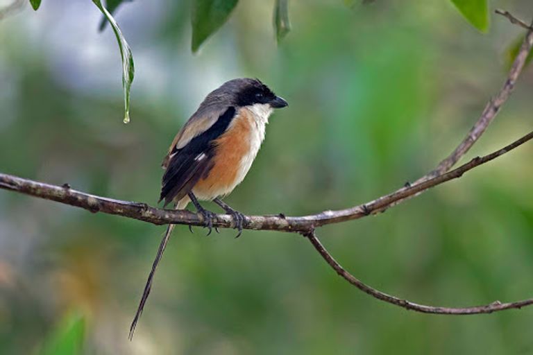 العصافير المدارية