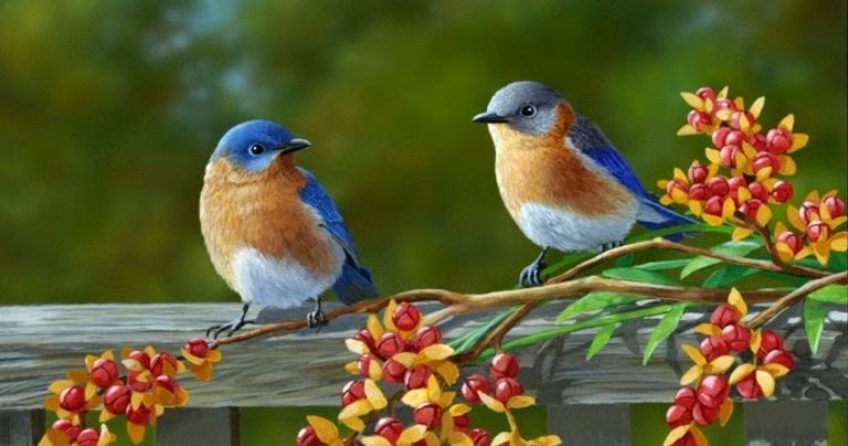 العصافير المدارية