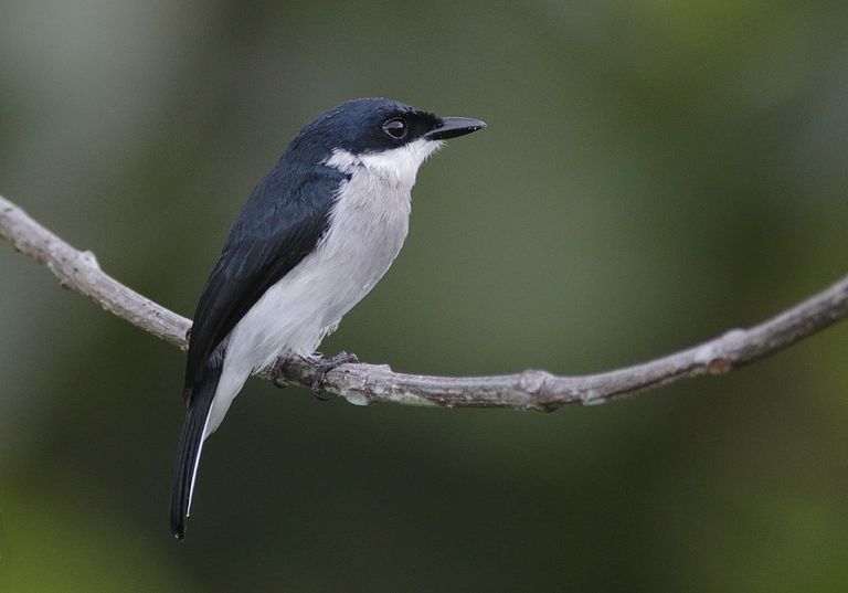 العصافير المدارية