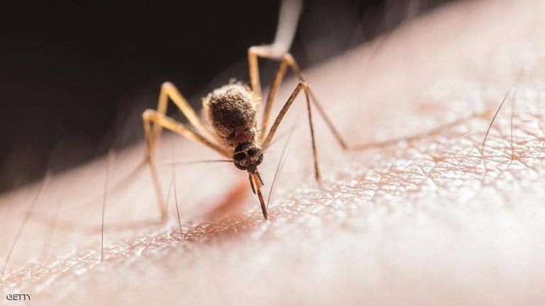 فيروس حمى الضنك ينقله البعوض