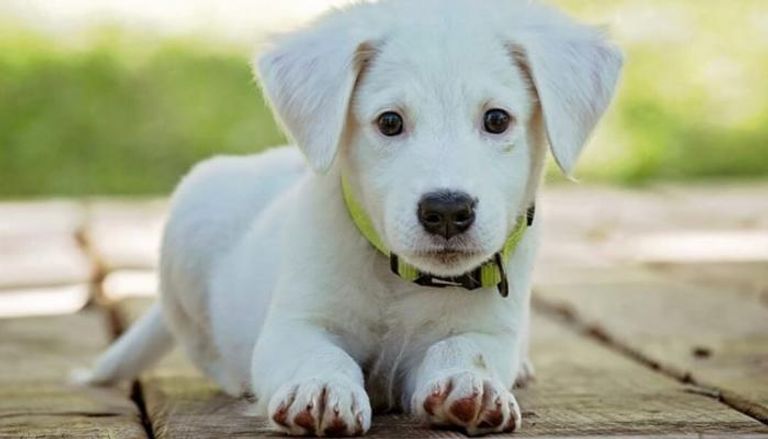 كلب من فصيلة