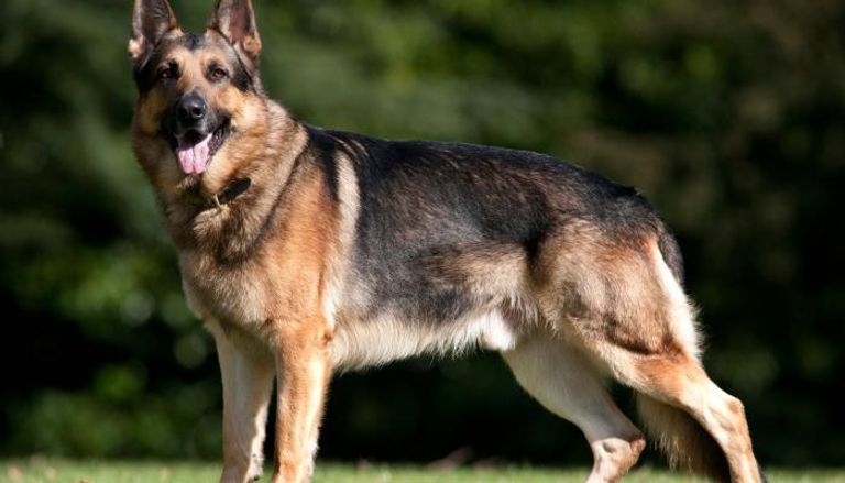 كلب من فصيلة