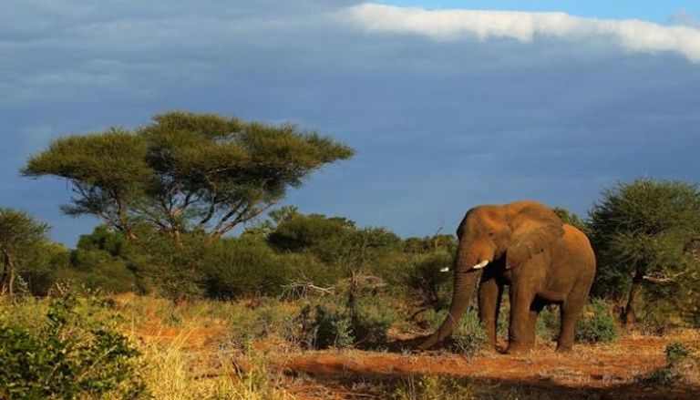 أعداد الأفيال في أفريقيا تتراجع إلى الثلث خلال 40 عاما