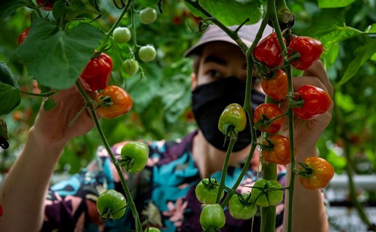 بيت زجاجي تابع لشركة فيرم لوفا في مونتريال