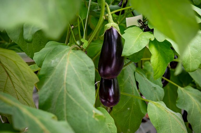 بيت زجاجي تابع لشركة فيرم لوفا في مونتريال