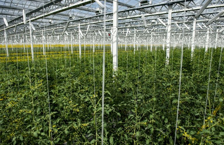 بيت زجاجي تابع لشركة فيرم لوفا في مونتريال