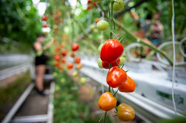 بيت زجاجي تابع لشركة فيرم لوفا في مونتريال