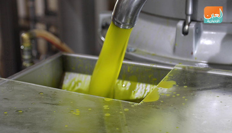 فاكهة الأفوكادو في إثيوبيا