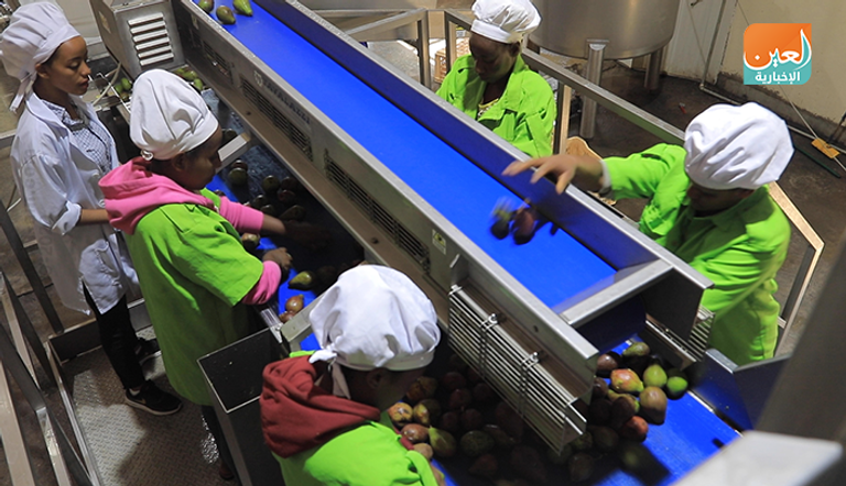 فاكهة الأفوكادو في إثيوبيا