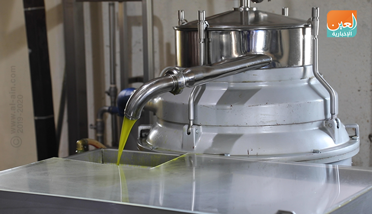 فاكهة الأفوكادو في إثيوبيا