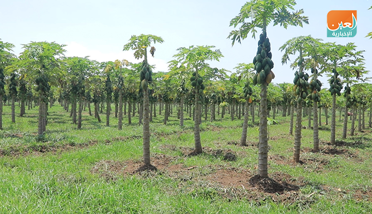 فاكهة الأفوكادو في إثيوبيا