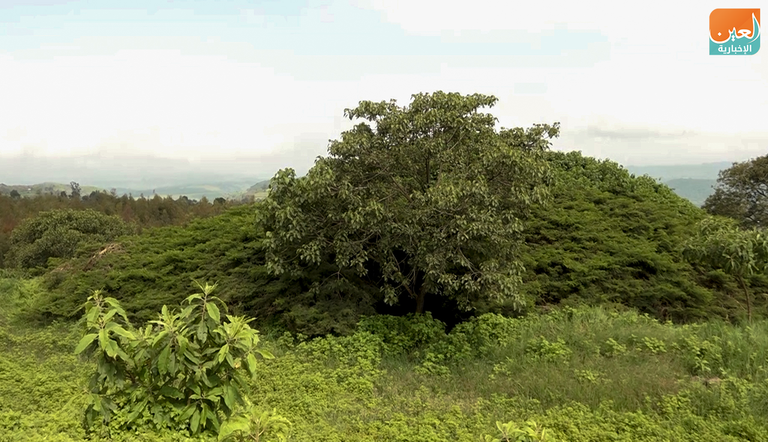 شجرة غرار في إثيوبيا